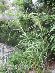 Miscanthus floridulus