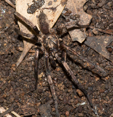 Stanwellia nebulosa