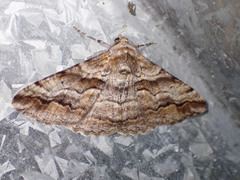 Gastrinodes bitaeniaria
