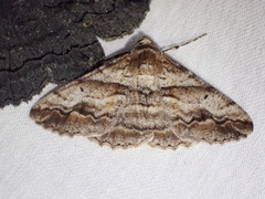 Gastrinodes bitaeniaria