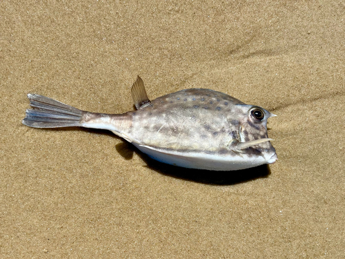 Acanthostracion quadricornis