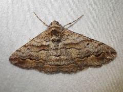 Gastrinodes bitaeniaria