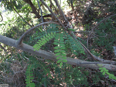 Dalbergia multijuga