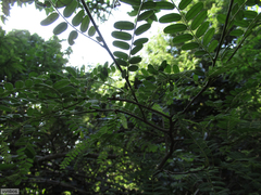 Dalbergia multijuga