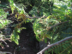 Dalbergia multijuga
