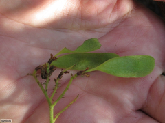 Dalbergia multijuga