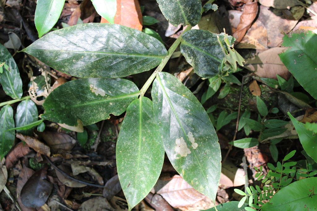 Globba atrosanguinea (Globba atrosanguinea)
