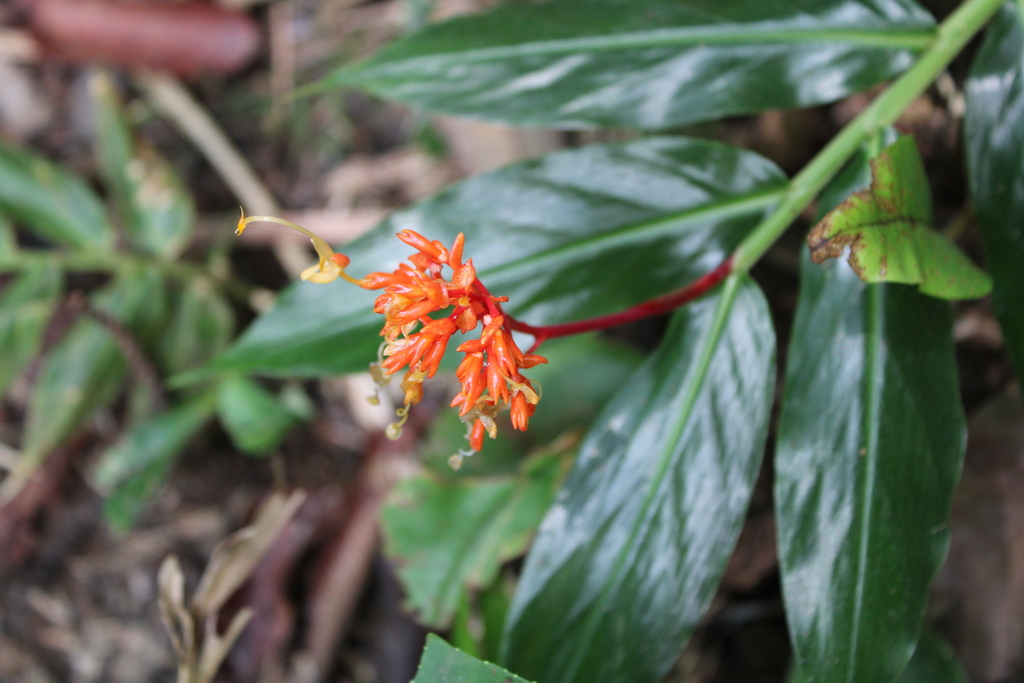 "Dancing Lady" Ginger (Globba atrosanguinea)