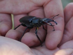 Lucanus cervus