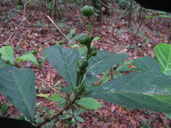 Alchornea rugosa