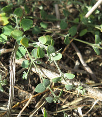 Chenopodium triandrum