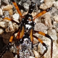 Austrovelinus varius