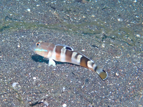 Valenciennea wardii observed 2024-10-04