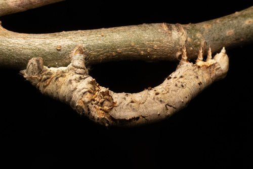 Kent's Geometer Moth photo 2