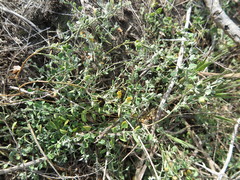 Chenopodium triandrum