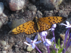 Pardopsis punctatissima