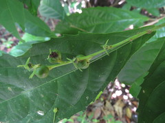 Alchornea rugosa