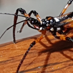 Austrovelinus varius