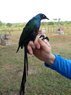 Lamprotornis caudatus