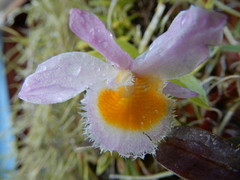 Dendrobium loddigesii