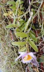 Dendrobium loddigesii