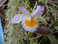Dendrobium loddigesii