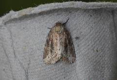 Photedes panatela