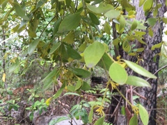 Notothixos subaureus