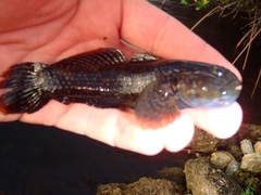 Bathygobius soporator