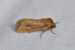 Globia subflava