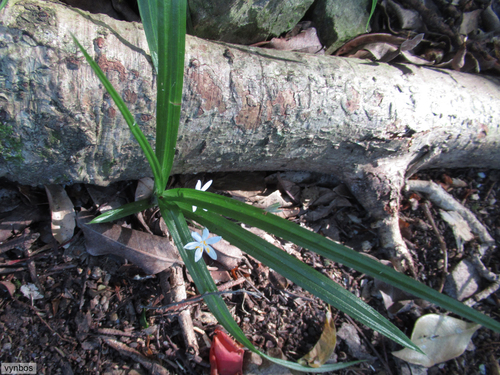 White star-flower (Hypoxis nivea)