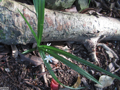 Hypoxis nivea