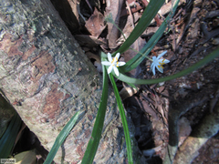 Hypoxis nivea