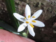 Hypoxis nivea