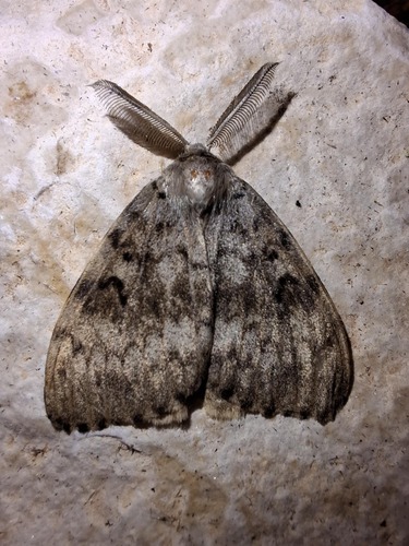 Photo of Spongy Moth (Lymantria dispar)