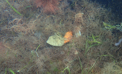 Rhombosolea tapirina