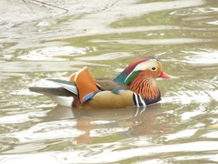 Aix galericulata
