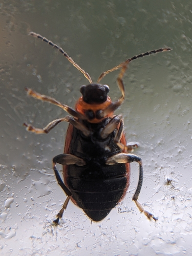 Bean Leaf Beetle photo 4
