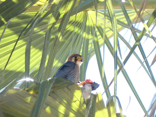 Red-necked Falcon