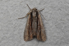 Apamea verbascoides