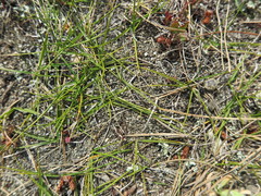 Zoysia minima