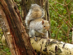 Sciurus carolinensis