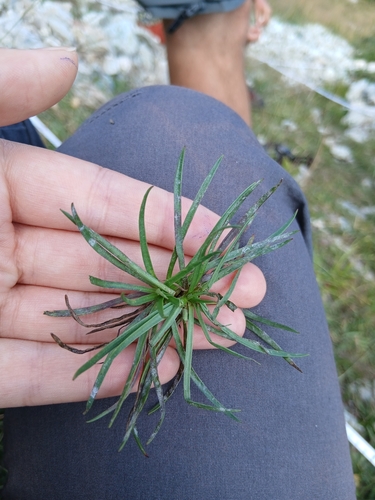 Alpine Plantain (Plantago alpina)