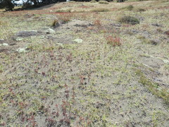 Zoysia minima