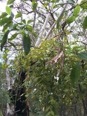 Notothixos subaureus