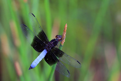 Thermorthemis madagascariensis
