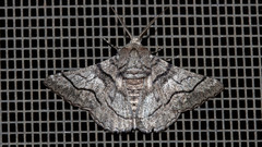 Hypobapta diffundens