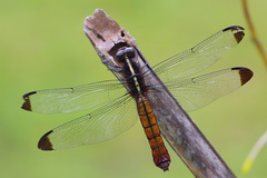 Thermorthemis madagascariensis