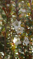 Epacris pauciflora