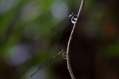 Proplatycnemis pseudalatipes